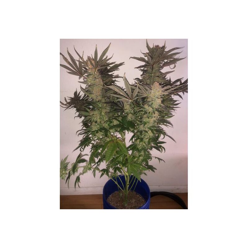 Sugar Candy Early Version, Фасовка: 3+2, изображение 2